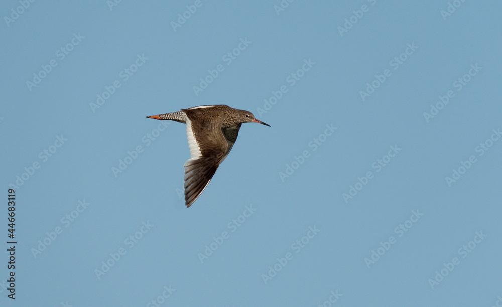 Common Redshank, Tringa totanus Common Redshank, Tringa totanus