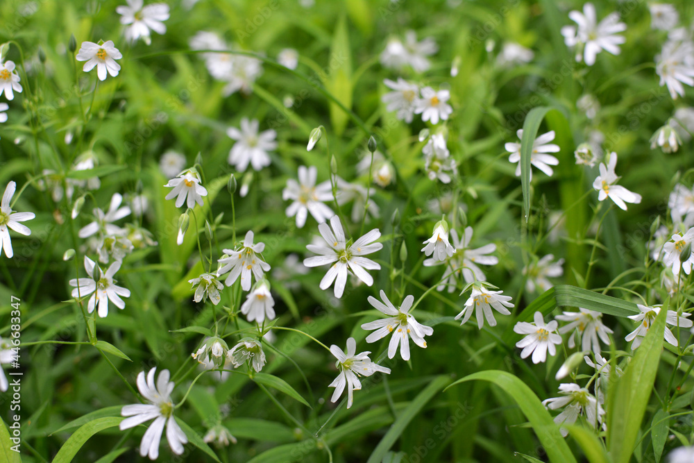 In the forest in the wild bloom Stellaria holostea In the forest in the wild bloom Stellaria holostea
