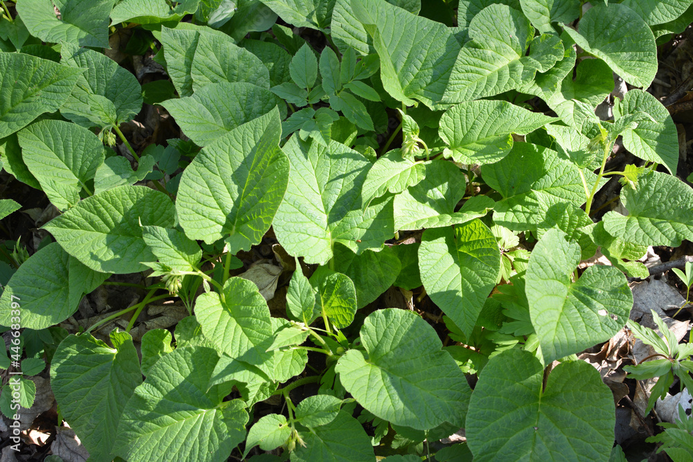 In spring, symphytum cordatum grows in the forest In spring, symphytum cordatum grows in the forest