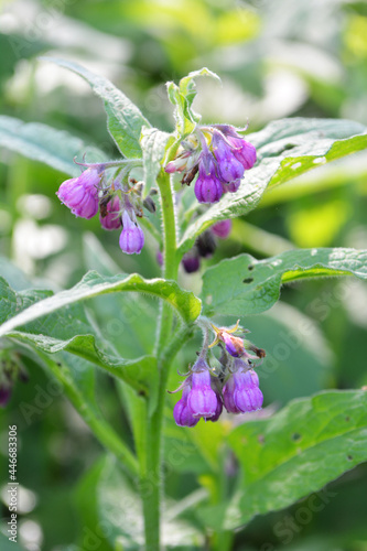 In the meadow  the comfrey  Symphytum officinale  is blooming