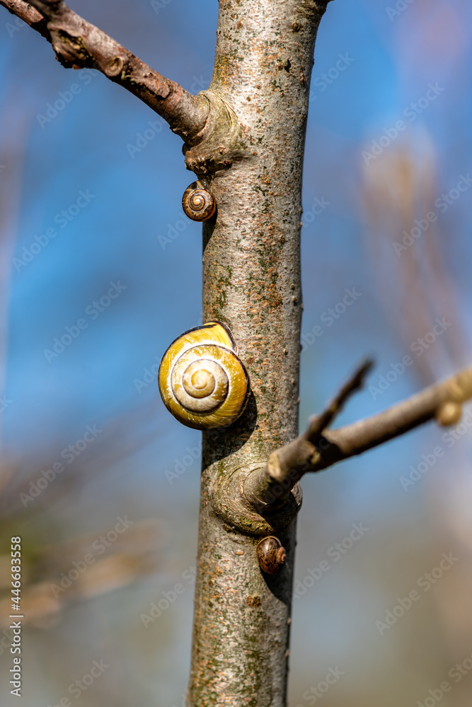 one large and two small snails on a branch one large and two small snails on a branch