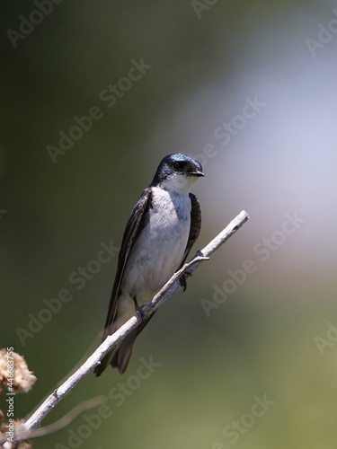 Close up of Tree swallow bird perched on tree branch