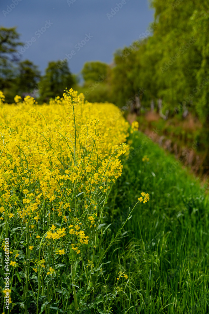 field of yellow rapeseed field of yellow rapeseed