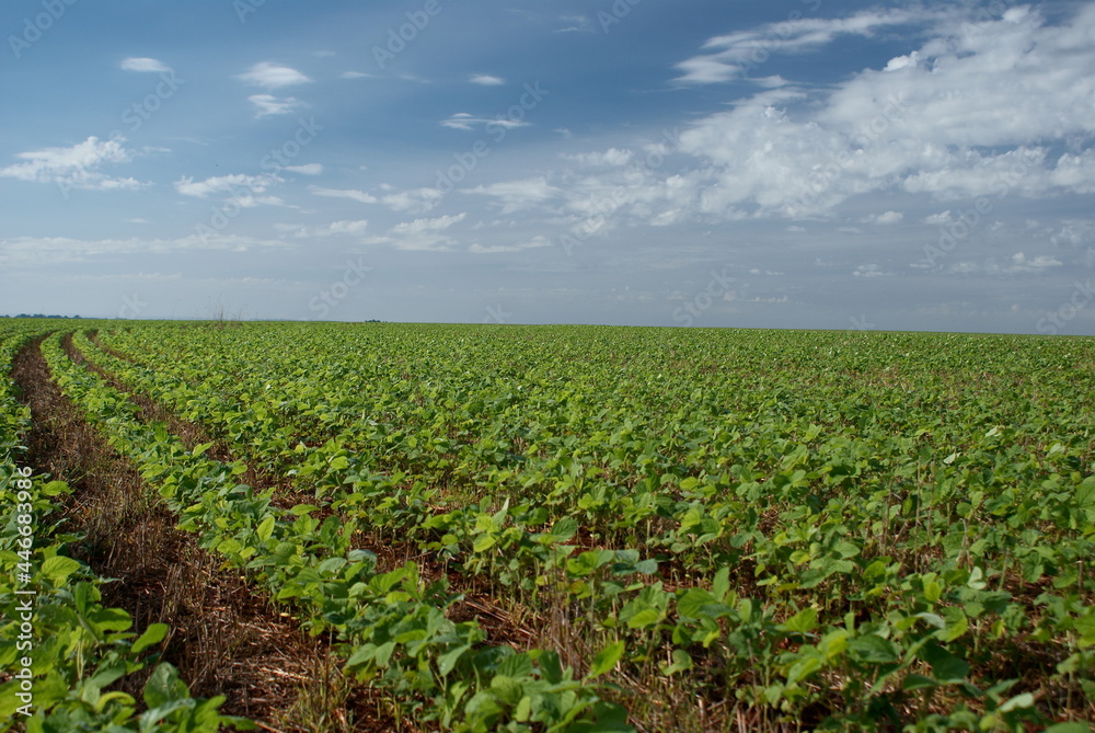 a field with soybean plantation on a sunny day