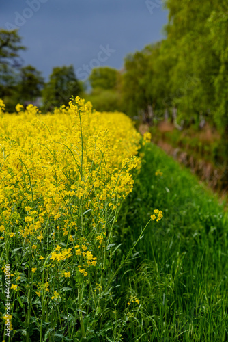 field of yellow rapeseed 