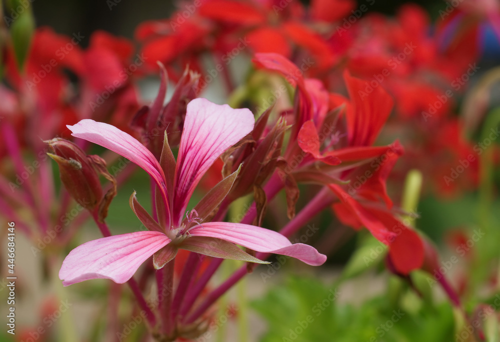 Fototapeta premium _MG_7787