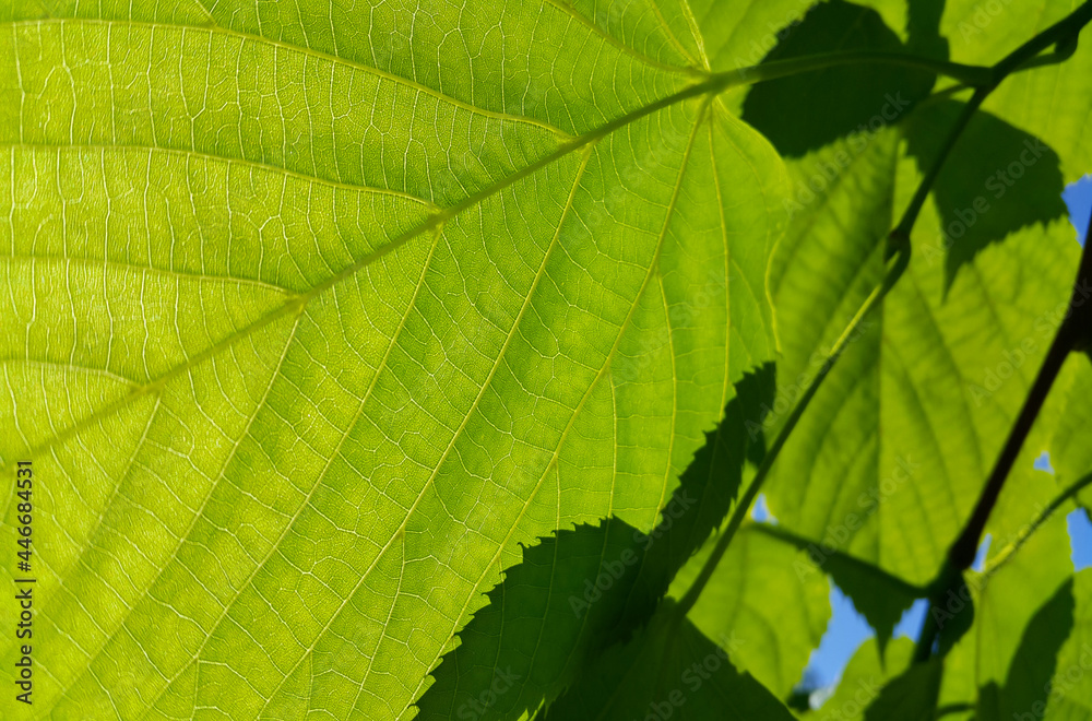 Closeup of green fresh leaves of spring linden tree Closeup of green fresh leaves of spring linden tree