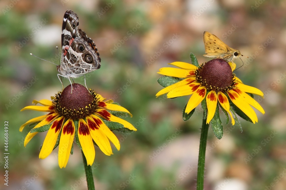 Obraz premium American lady and fiery skipper butterflies on coreopsis