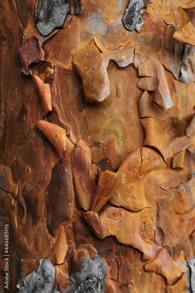 A screen saver for a smartphone. Spruce bark, close-up. Texture of conifer bark, background image. Spruce bark texture detail. Copy space