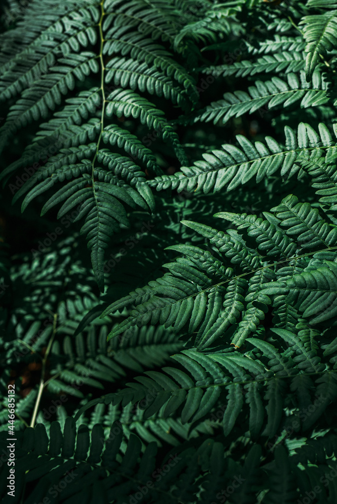 Green fern tree growing in summer. Fern with green leaves on natural background. Natural floral fern background on a sunny day. Fern leaves. Screensaver for a smartphone. Copy space