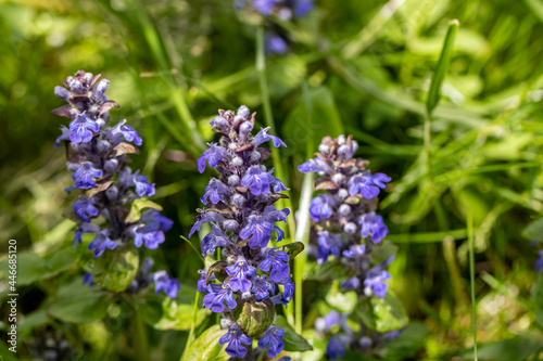 Ajuga reptans flower growing in the field, close up 