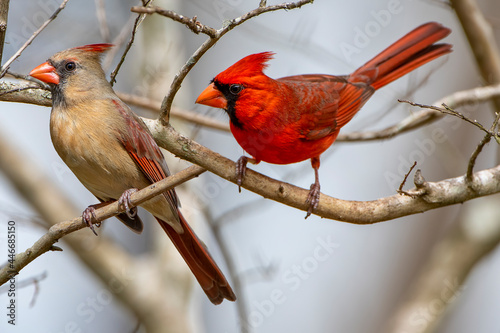 Obraz na plátně Northern Cardinal Mates Perched on Bare Branches in Louisiana