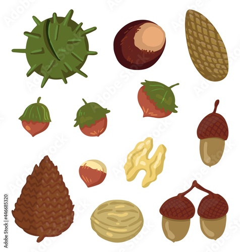 Set of fall harvest. Vector illustrations of autumn season. Drawings of various forest nuts and cones. Cartoon colored cliparts collection isolated on white. For decor, stickers, design, card, prints.