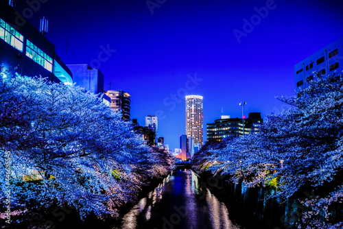 夜の都会と桜並木