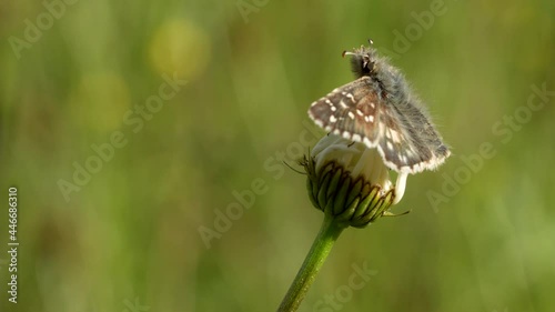Pyrgus. Lepidoptera of the Hesperiidae family. Common butterfly in Europe photo