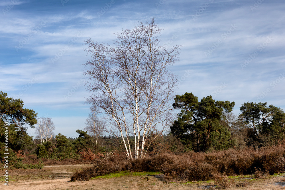 Obraz premium Natural landscape the Otterlose heathland in the Netherlands
