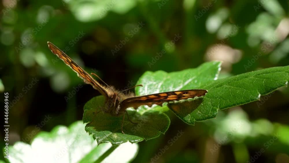Maniiola jurtina. Lepidopteran insect, known as she-wolf, belonging to the Nymphalidae family. Common butterfly throughout Europe Maniiola jurtina. Lepidopteran insect, known as she-wolf, belonging to the Nymphalidae family. Common butterfly throughout Europe