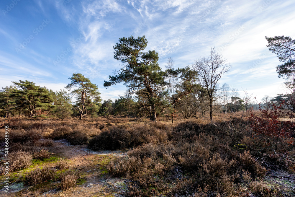 natural landscape the Otterlose heathland in the Netherlands