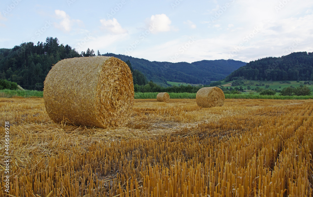 Fototapeta premium Nach der Getreideernte: zurück bleiben abgeerntete Felder und Rundballen aus Stroh. Tal im deutschen Mittelgebirge, nach Sonnenuntergang. 