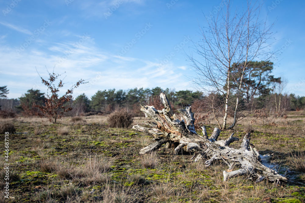 A a very long time ago fallen tree on the heath. Otterlo, The Netherlands