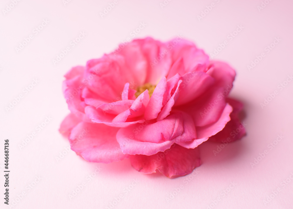 One beautiful pink rose on a pink background. Valentine's Day. Copy space.
