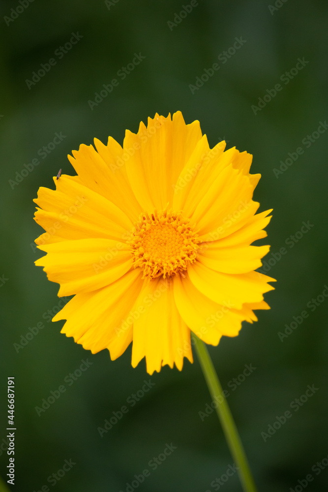 gelbe Blüte gelbe Blüte