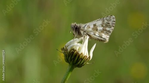 Pyrgus. Lepidoptera of the Hesperiidae family. Common butterfly in Europe photo