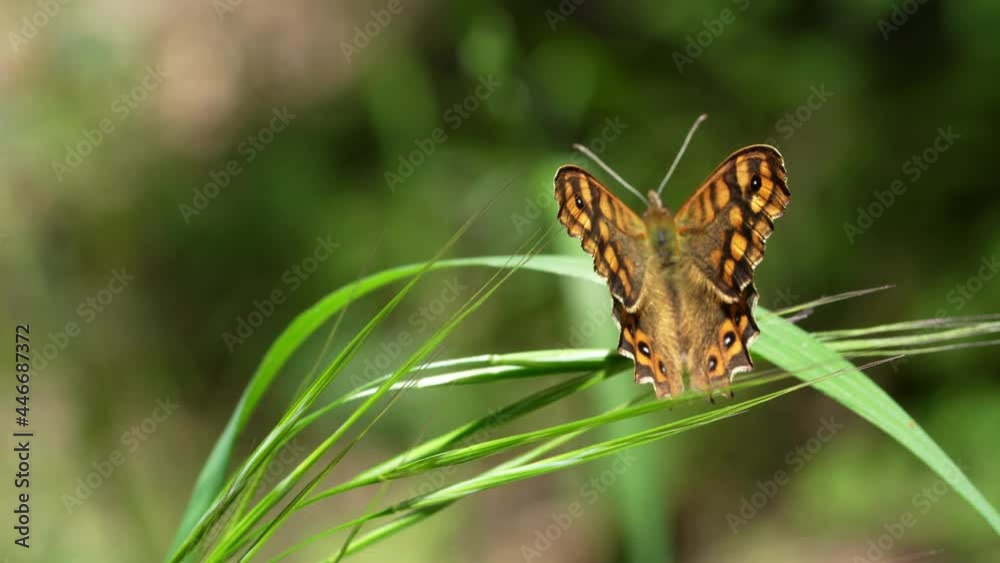 Maniiola jurtina. Lepidopteran insect, known as she-wolf, belonging to the Nymphalidae family. Common butterfly throughout Europe Maniiola jurtina. Lepidopteran insect, known as she-wolf, belonging to the Nymphalidae family. Common butterfly throughout Europe