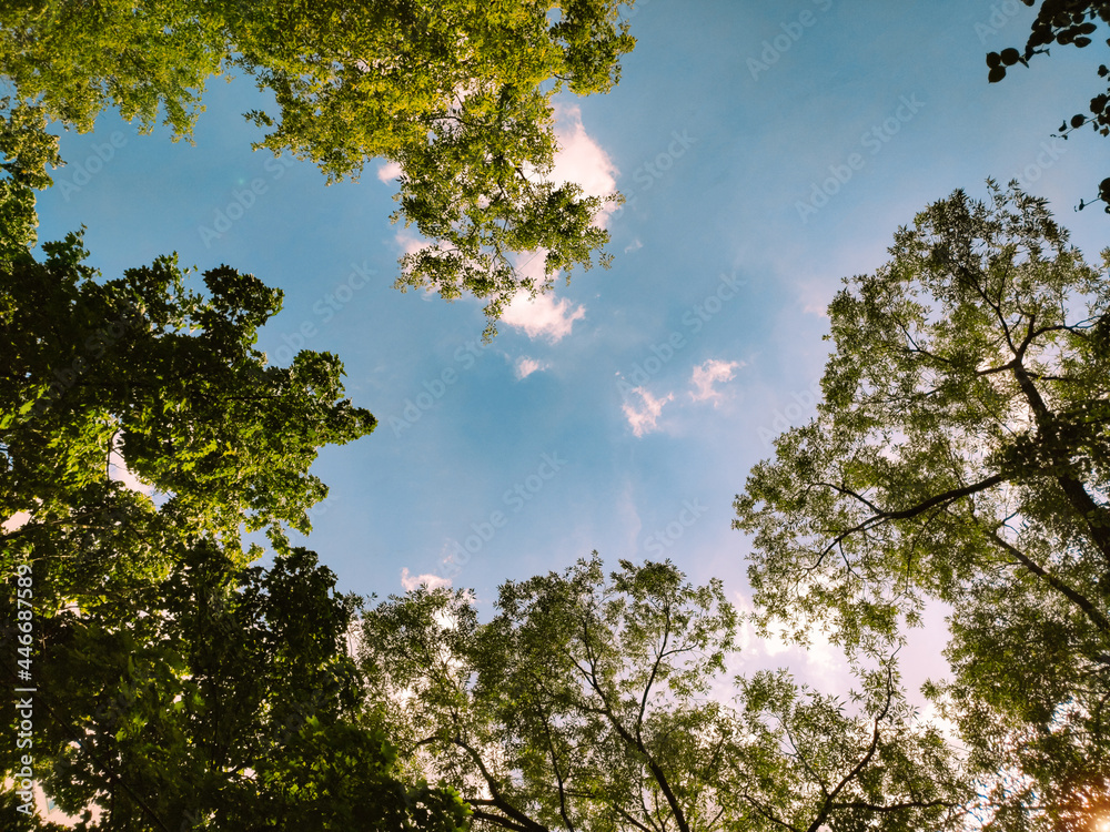 Fototapeta premium tree in the sky