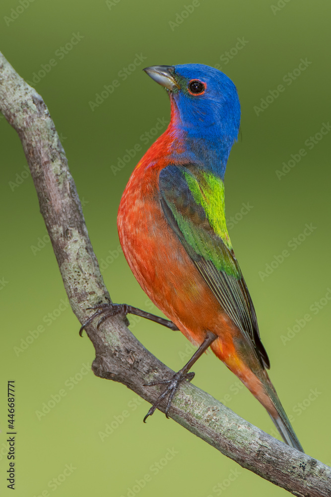 Male Painted Bunting Perched on Branch in South Central Louisiana