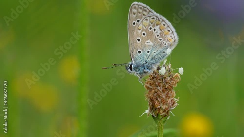 Icarus butterfly or simply icarus (Polyommatus icarus) Lepidopteran belonging to the Lycaenidae family photo