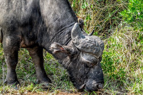 Large African cape buffalo or Syncerus caffer caffer in a game reserve in South Africa