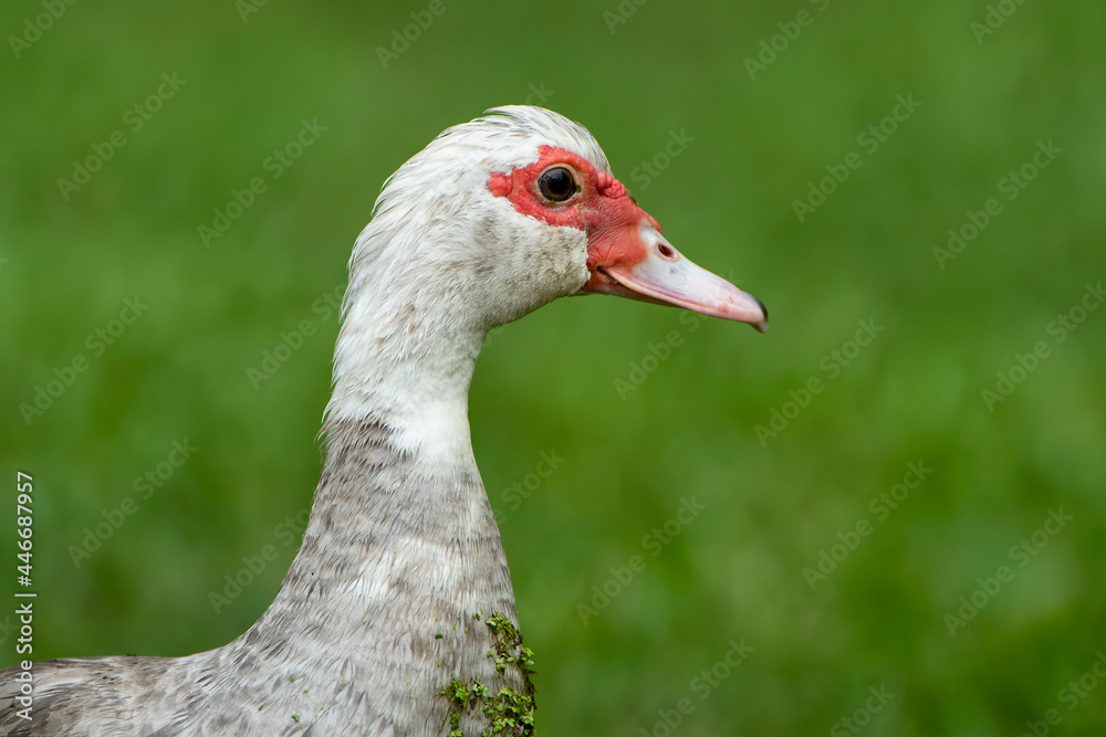 Close Up of Head of Muscovy Duck Against Green Background Close Up of Head of Muscovy Duck Against Green Background