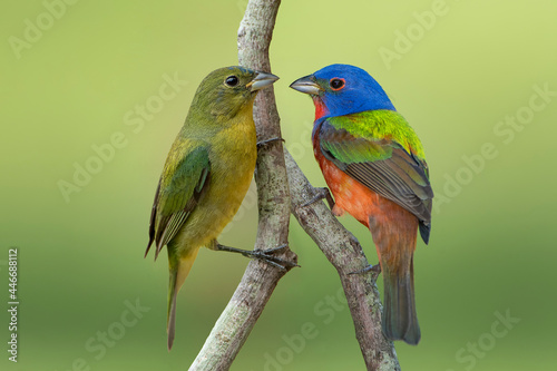 Female and Male Painted Buntings Perched on Branches in South Central Louisiana During Migratory Mating Season photo