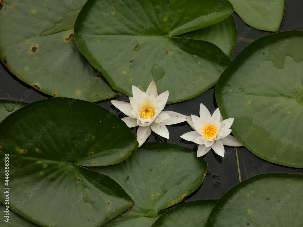 European white water lily (Nymphaea alba) - two white nenuphars on the water, Żukowo, Poland European white water lily (Nymphaea alba) - two white nenuphars on the water, Żukowo, Poland