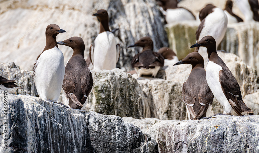 Fototapeta premium Small group of Guillemots nesting on The Farne Islands, Northumberland, England