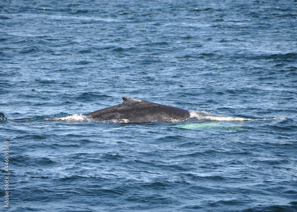 Fototapeta premium Icelandic humpback whale