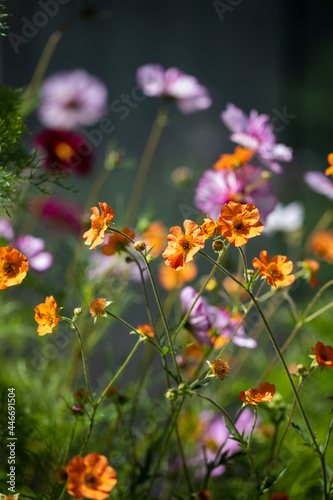 Flower border in mid summer with geum and cosmos