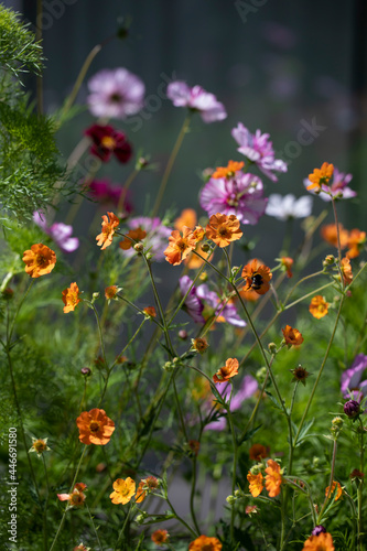 Flower border in mid summer with geum and cosmos