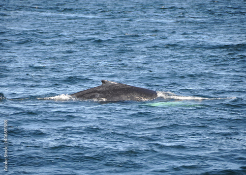 Icelandic humpback whale