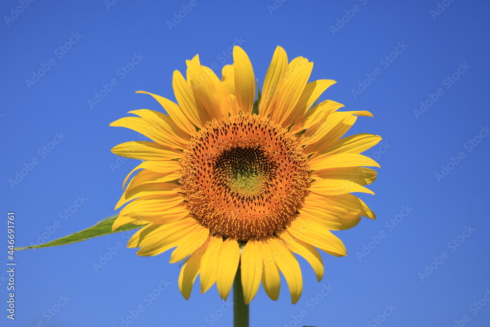 Naklejka premium toward an axis, as in a sunflower