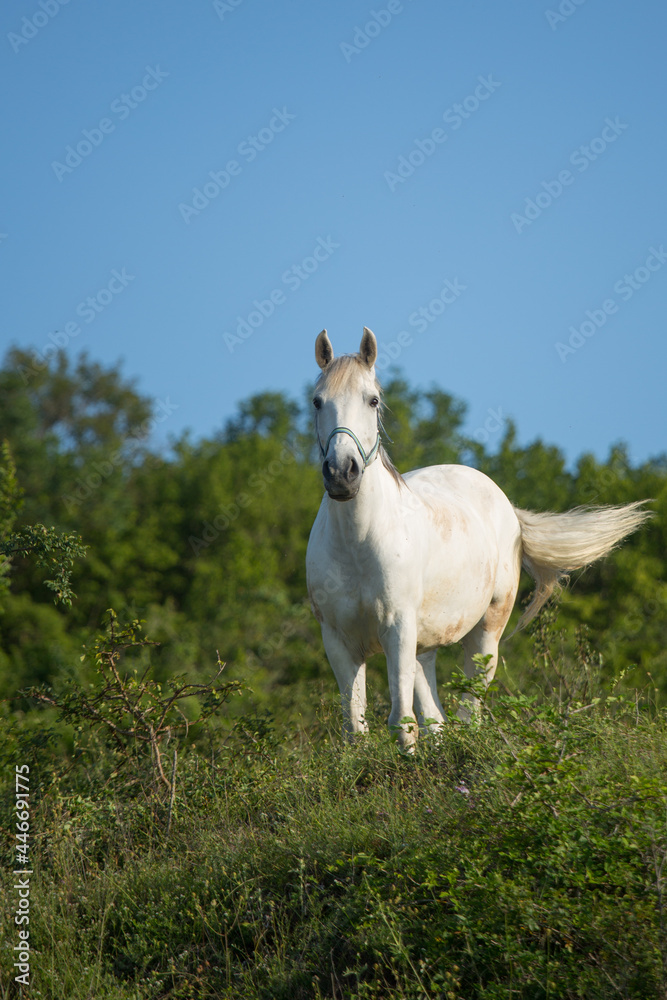 Fototapeta premium A horse grazes in a field on a summer day