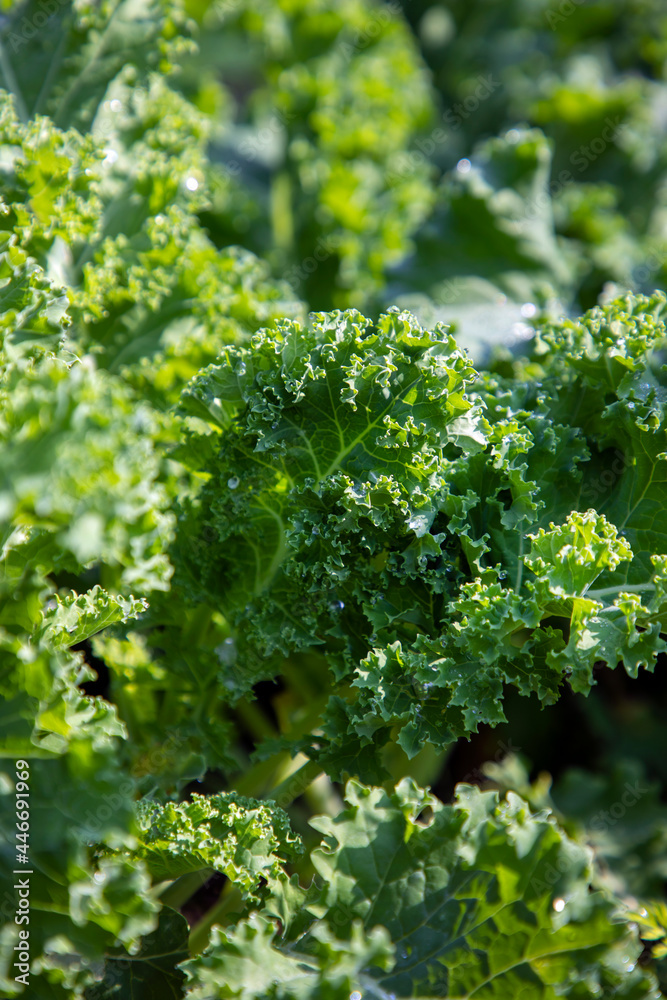 Kale growing in the garden Kale growing in the garden