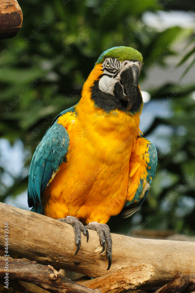 A close up of a blue and gold macaw sitting on a branch looking at the camera.