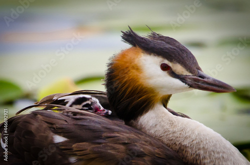 Foto A beautiful great crested grebe carrying a tiny fledgling