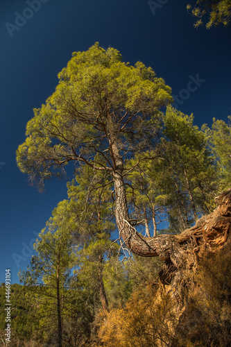 A young pine tree on the slopes of the Bey Mountains, Antalya