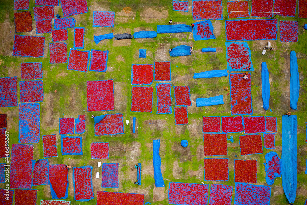 Aerial view of people working in fields drying red chilies at Mirzapur, Panchagarh, Bangladesh. Aerial view of people working in fields drying red chilies at Mirzapur, Panchagarh, Bangladesh.