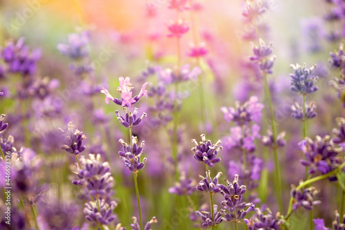 Bl  hender Lavendel im abendlichen Sonnenlicht   Close-Up  Bl  te  Lavendelbl  te