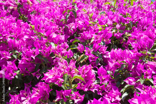 Bougainvillea or buganvilla, bugambilia, bouganvilla, pokok bunga kertas, bougenville, Napoleon, jahanamiya, veranera photo