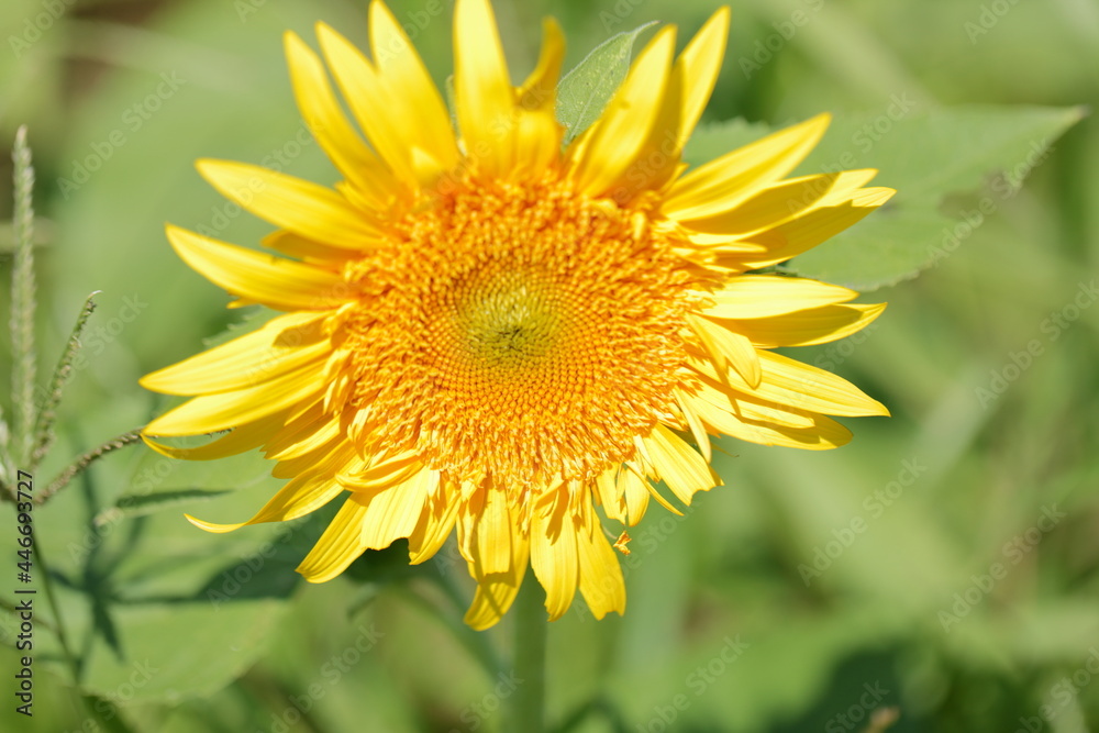 Sunflowers can be seen in the summer Sunflowers can be seen in the summer